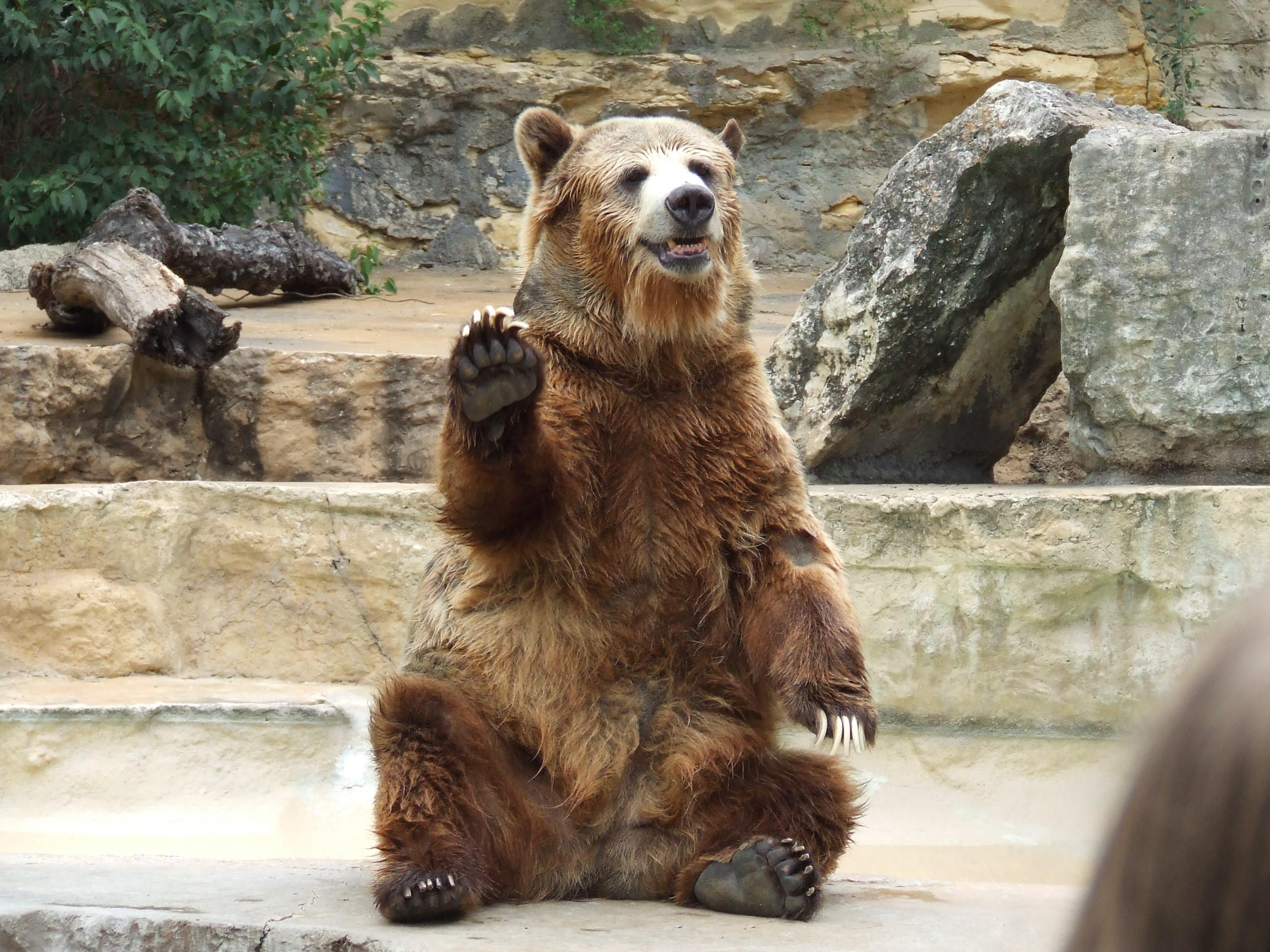 bear-waving.jpg (2592×1944)