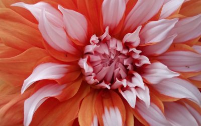 Blooming in all Seasons: Finding Meaning and Purpose in Midlife