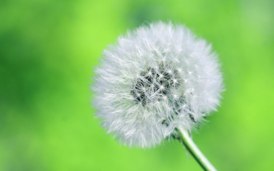 From Little Seeds Great Things Grow